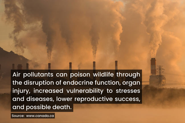 air-pollutants-can-affect-wildlife- in-various-ways