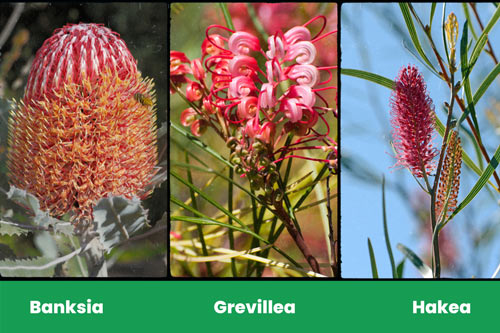 Banksia-Grevillea-and-Hakea-Forests-in-Australia