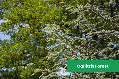 Callitris-Forests-in-Australia