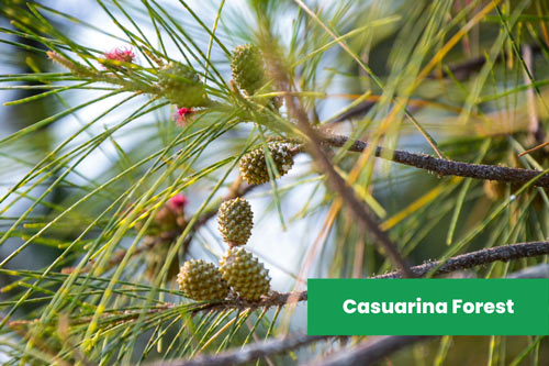 Casuarina-Forests-in-Australia