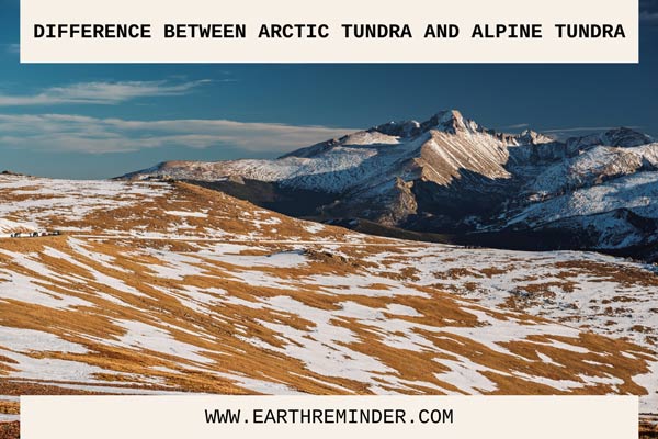 Difference Between Arctic Tundra and Alpine Tundra | Earth Reminder
