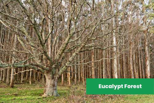 Eucalypt-Forests-in-Australia