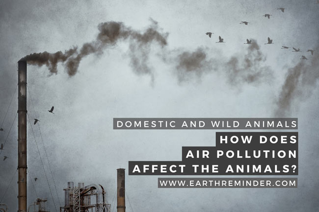 how-does-air-pollution-affect-the-animals