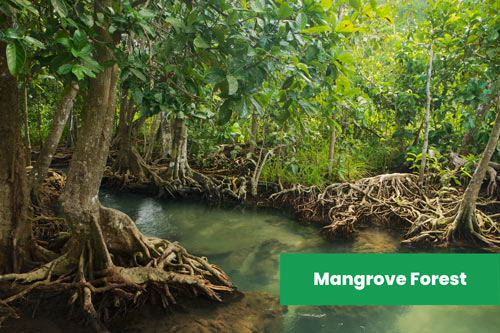 Mangrove-Forests-in-Australia