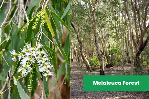 Melaleuca-Forests-in-Australia