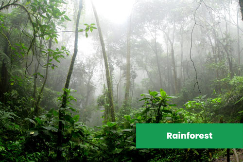 Rainforest-in-Australia
