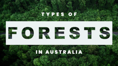 Types-of-Forests-in-Australia