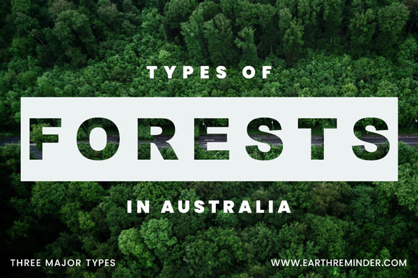 Types-of-Forests-in-Australia