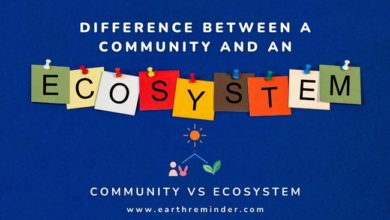 difference-between-a-community-and-an-ecosystem
