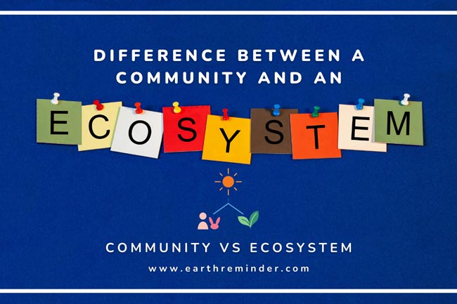 difference-between-a-community-and-an-ecosystem