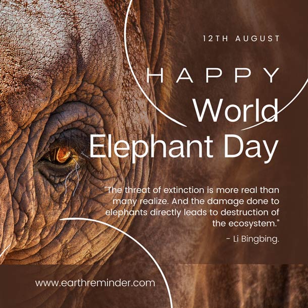 World Elephant Day 12 August