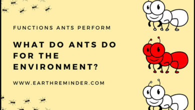 what-do-ants-do-for-the-environment