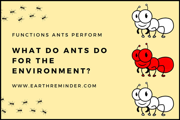 what do ants do for the environment What Do Ants Do to Help the World