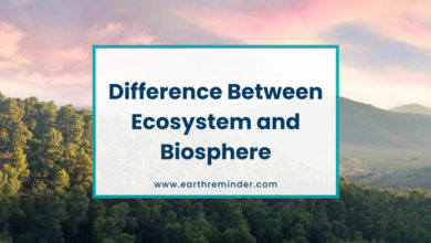 what-is-the-difference-between-ecosystem-and-biosphere