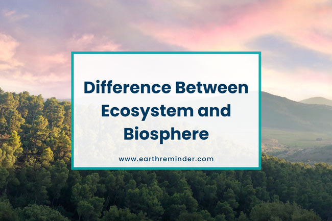 what-is-the-difference-between-ecosystem-and-biosphere