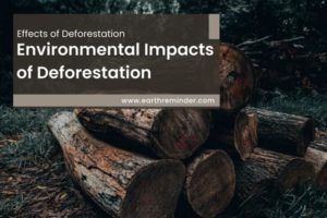 essay on environmental impacts of deforestation