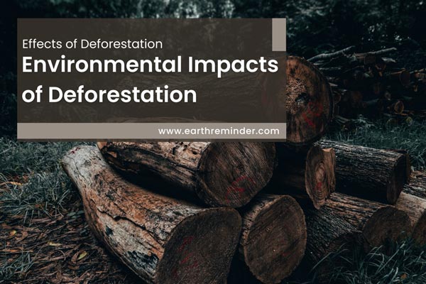environmental-impacts-of-deforestation
