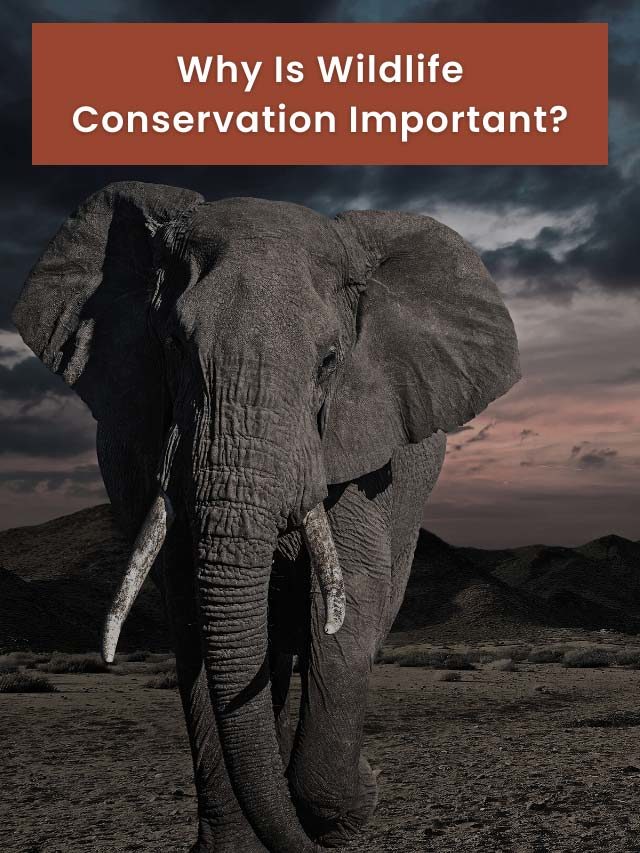Why Is Wildlife Conservation Important?