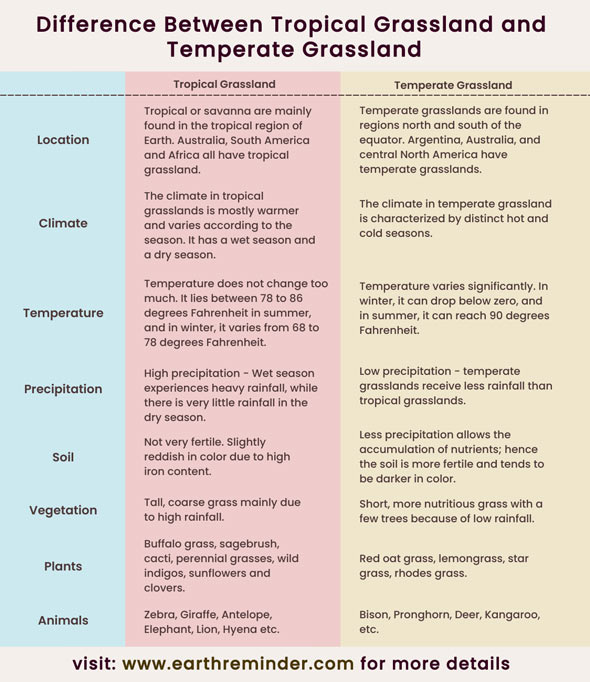 difference-between-tropical-grassland-and-temperate-grassland