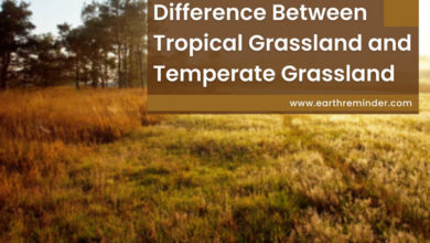 main-difference-between-tropical-grassland-and-temperate-grassland