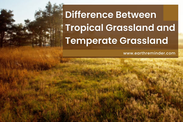 main-difference-between-tropical-grassland-and-temperate-grassland