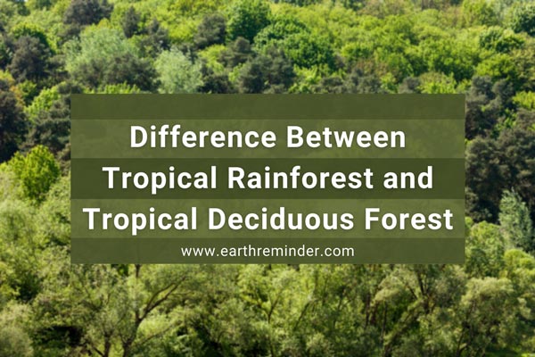 Difference Between Tropical Rainforest and Tropical Deciduous Forest