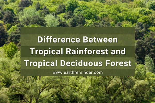 Difference Between Tropical Rainforest and Tropical Deciduous Forest Difference Between Tropical Rainforest and Tropical Deciduous Forest