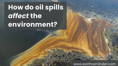 how-do-oil-spills-affect-the-environment