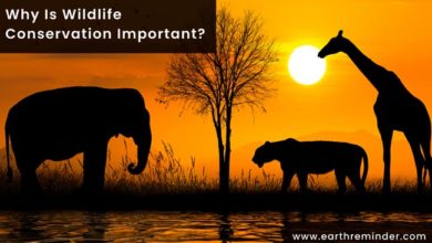 why-is-wildlife-conservation-important