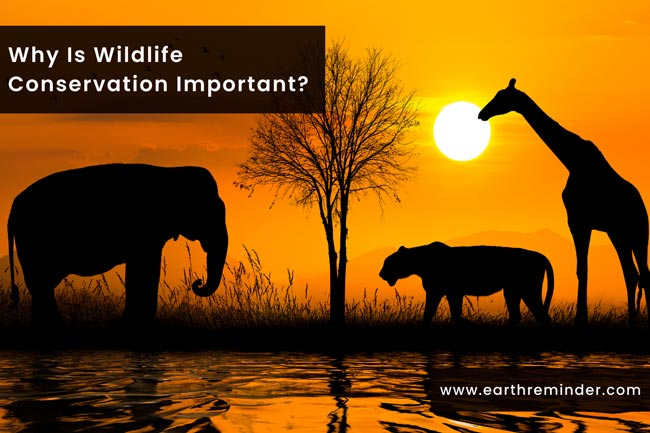 12 Reasons Why Is Wildlife Conservation Important? | Earth Reminder