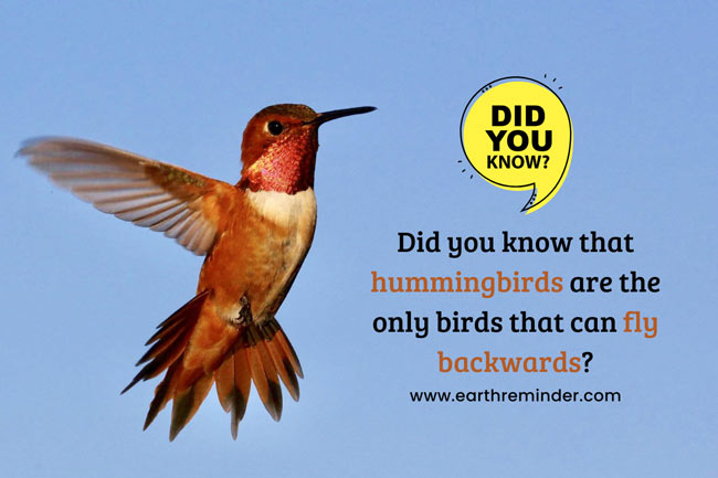 did-you-know-that-hummingbirds-are-the-only-birds-that-can-fly-backwards