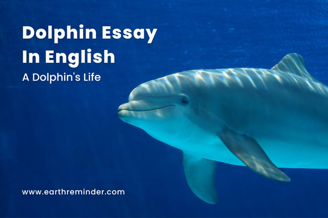 dolphin-essay
