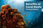 Coral Reef Ecosystem: Structure, Food Web, and Types