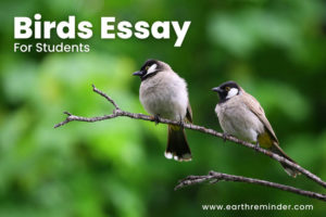 essay on birds for class 6