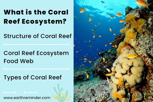 Coral Reef Ecosystem: Structure, Food Web, and Types (2023)