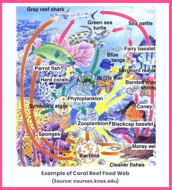 Coral Reef Ecosystem: Structure, Food Web, and Types (2023)