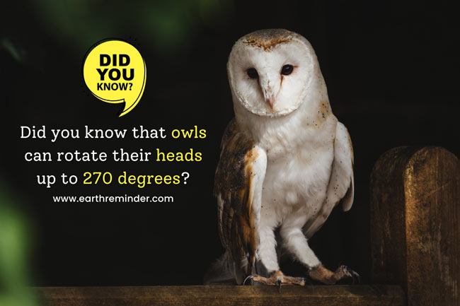 did-you-know-that-owls-can-rotate-their-heads-up-to-270-degrees