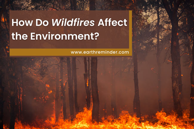 how-do-wildfires-affect-the-environment
