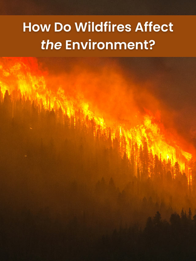 How Do Wildfires Affect the Environment?