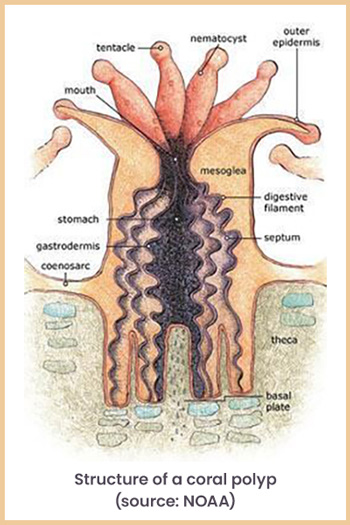 structure-of-coral-reef-polyp