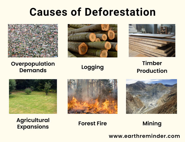 causes of deforestation