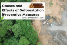 causes and effects of deforestation with preventive measures