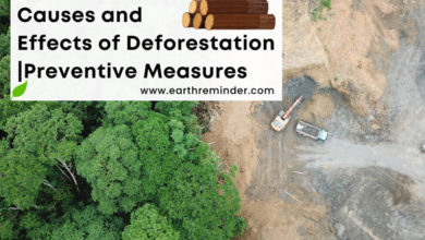 causes and effects of deforestation with preventive measures