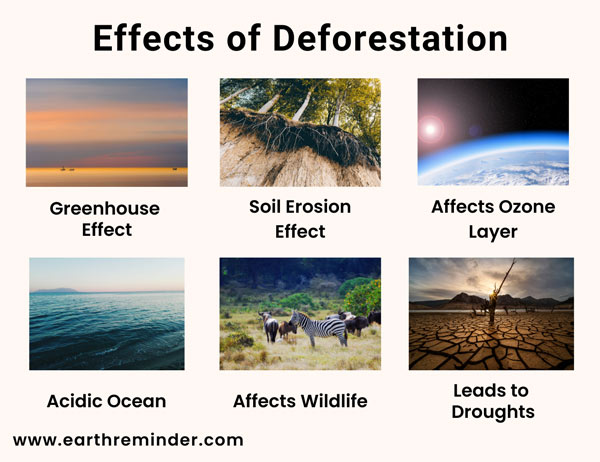 effects of deforestation on earth