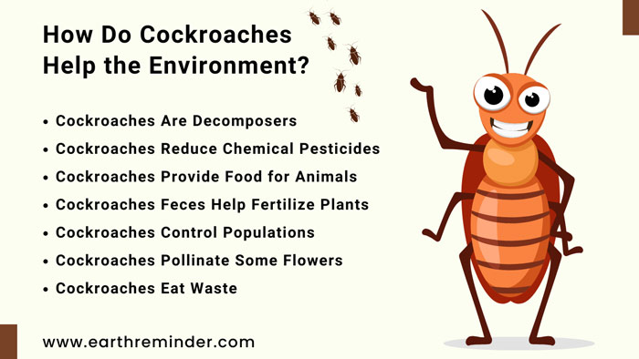 What Do Cockroaches Do for The Environment? | Earth Reminder