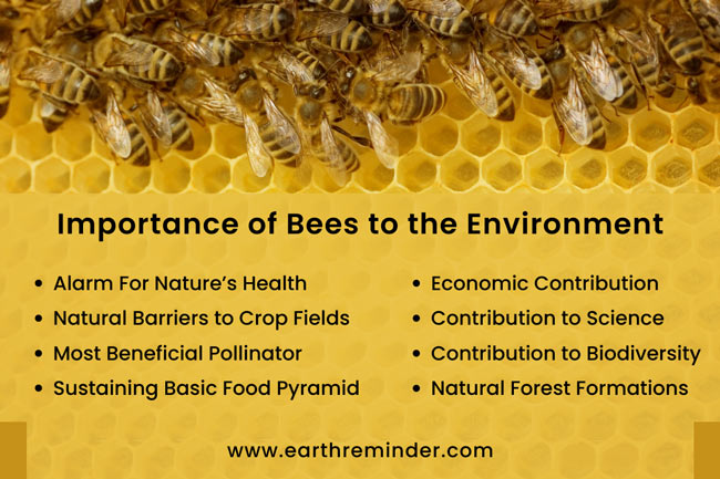importance of bees to the environment