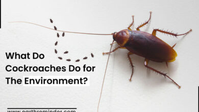 what-do-cockroaches-do-for-the-environment
