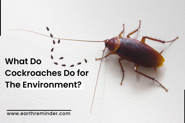 what-do-cockroaches-do-for-the-environment