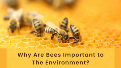 why are bees important to the environment