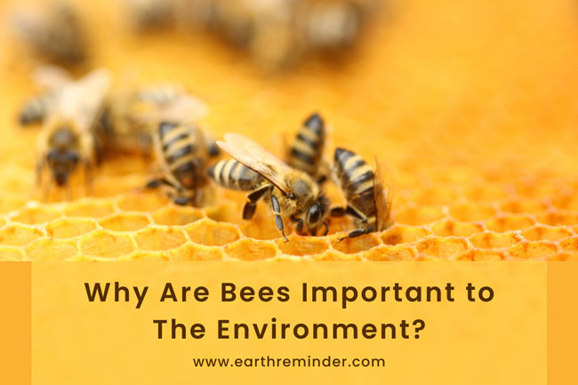 why are bees important to the environment